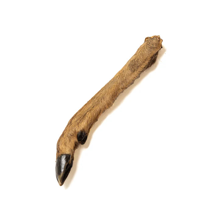 Hairy Venison Leg
