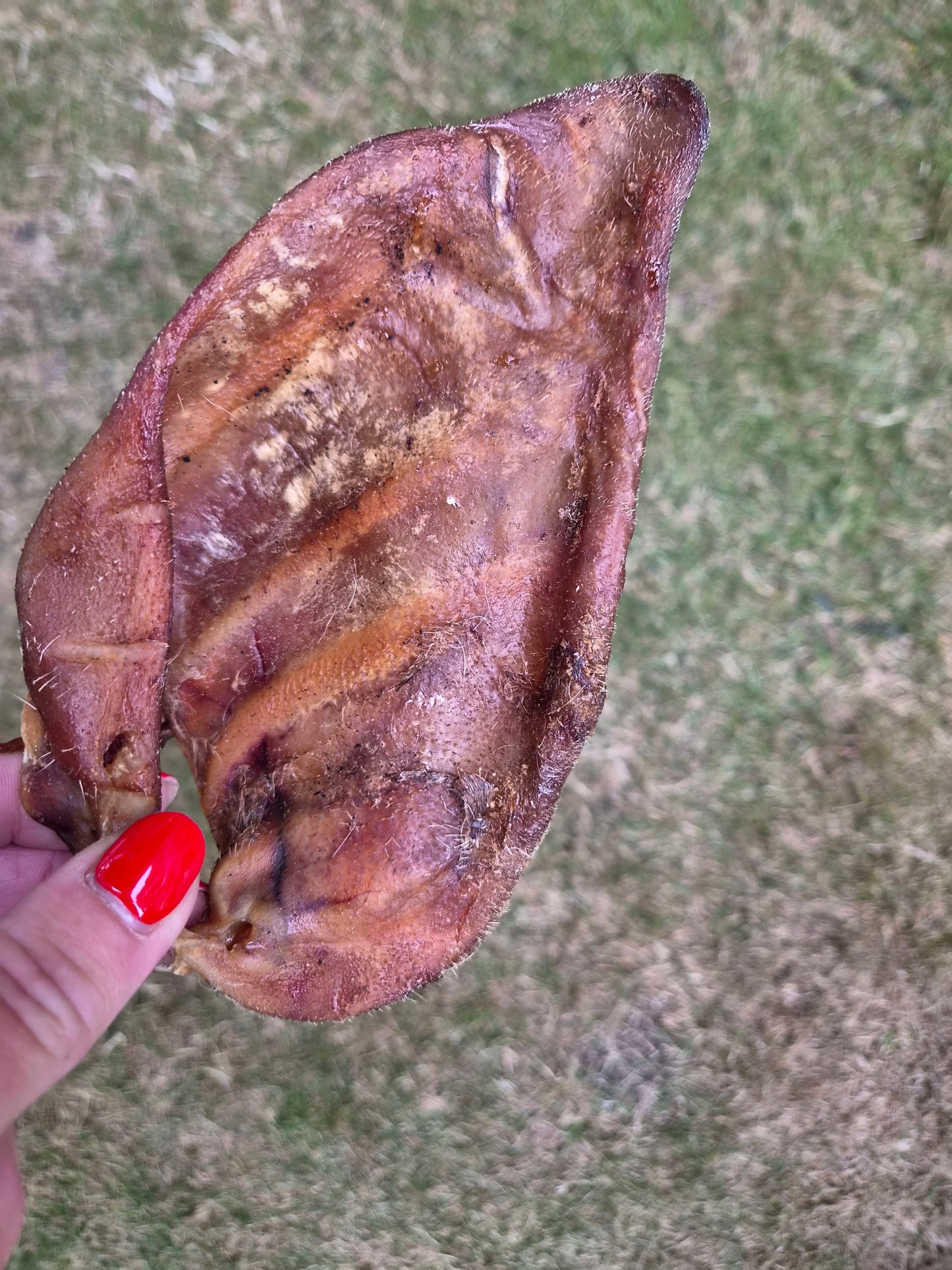 Pigs Ear