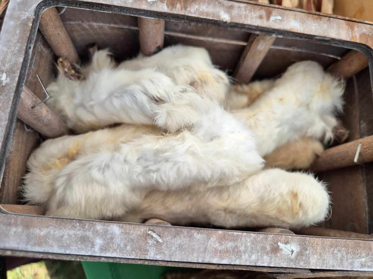 Rabbit Feet