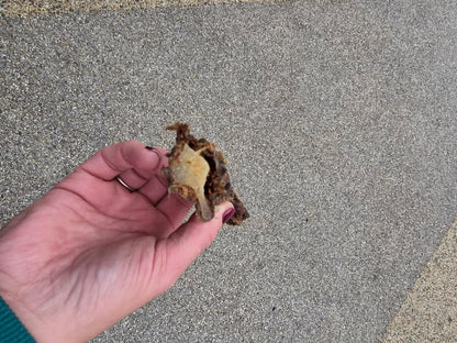 Buffalo Tail