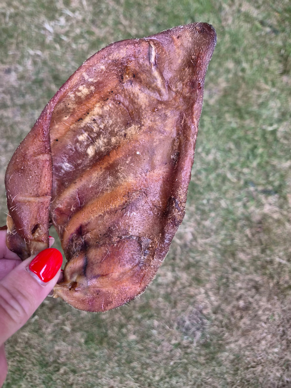 Pigs Ear
